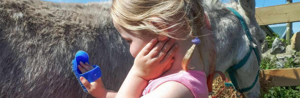 Girl brushing donkey at Donkey Sanctuary, Isle of Wight